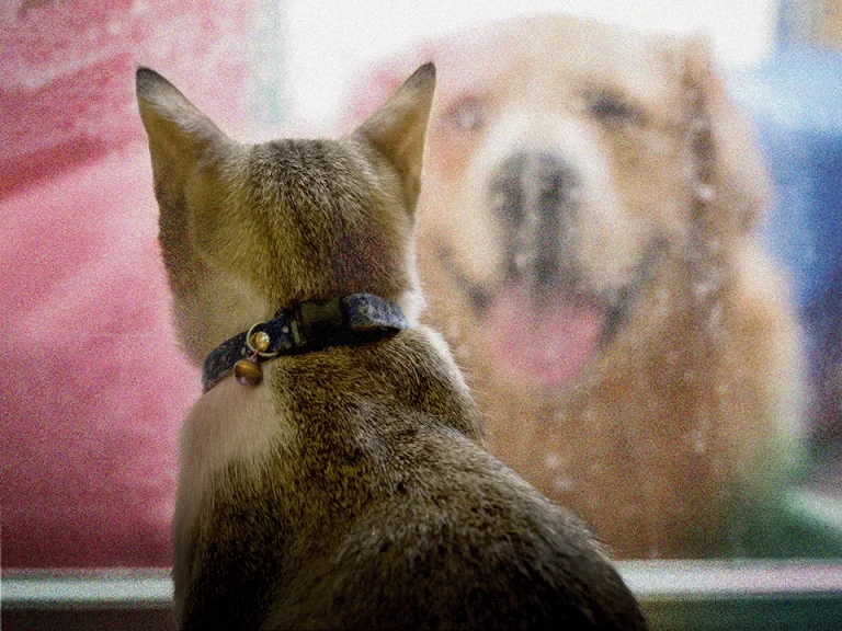 cat-looking-at-dog
